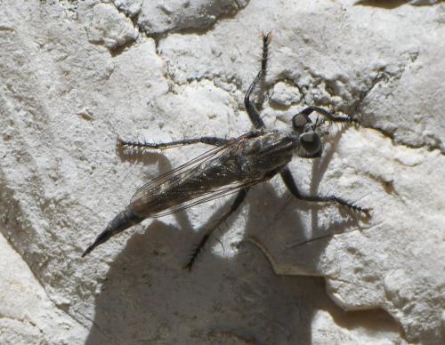 Asilinae